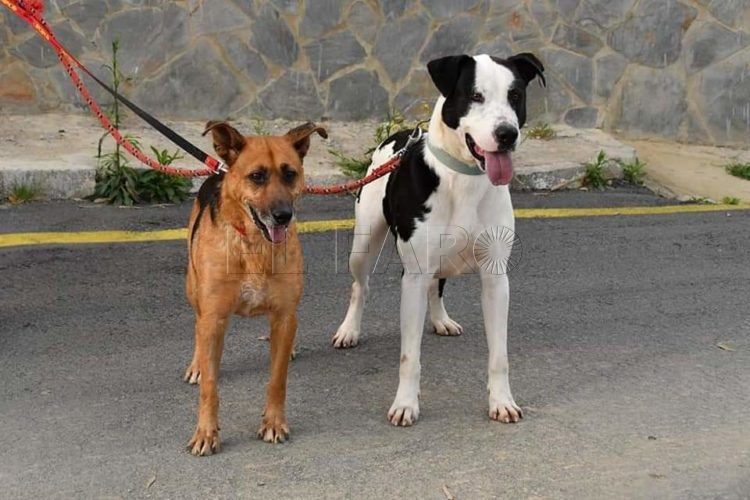 niebla-perros-protectora