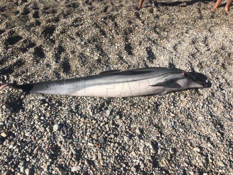 nuevo-delfin-muerto-playa-punta-blanca