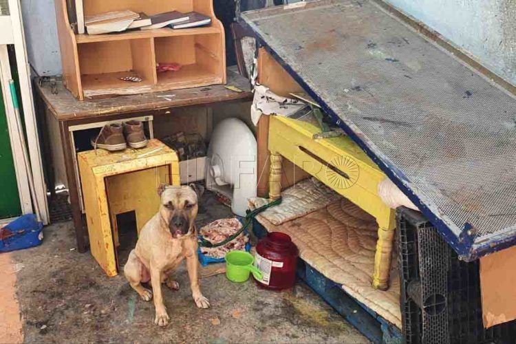 perro-maltrato-animal-