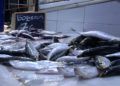 pescado-mercado-4
