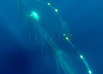 red-pesca-deriva-3