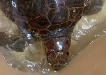 tortuga-cecam-almadraba-rescatada