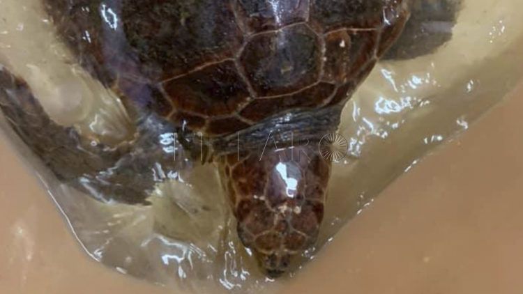 tortuga-cecam-almadraba-rescatada