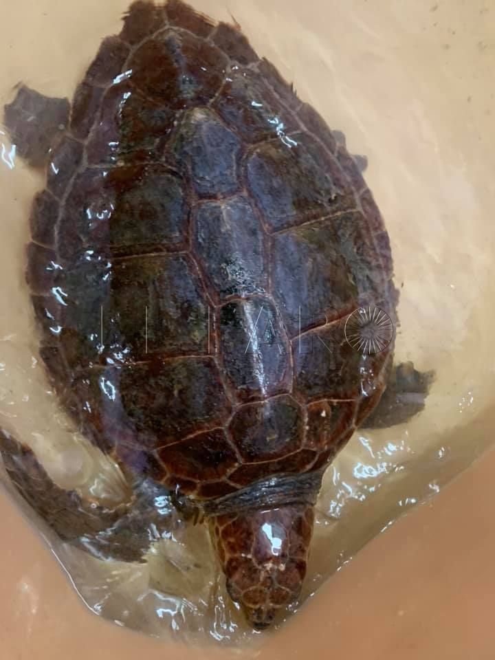 tortuga-rescatada-cecam-