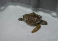 tortugas-cecam-8