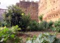 Huerto-Mixto-10