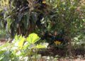 Huerto-Mixto-11