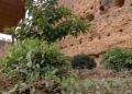Huerto-Mixto-14