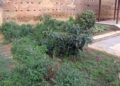 Huerto-Mixto-15