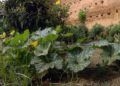 Huerto-Mixto-16