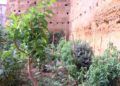 Huerto-Mixto-19