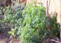 Huerto-Mixto-2