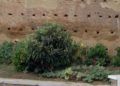 Huerto-Mixto-24