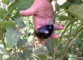 Huerto-Mixto-4