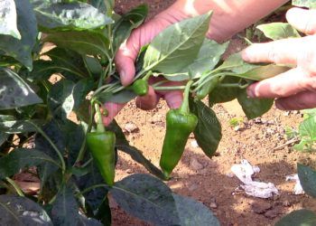 Huerto-Mixto-8