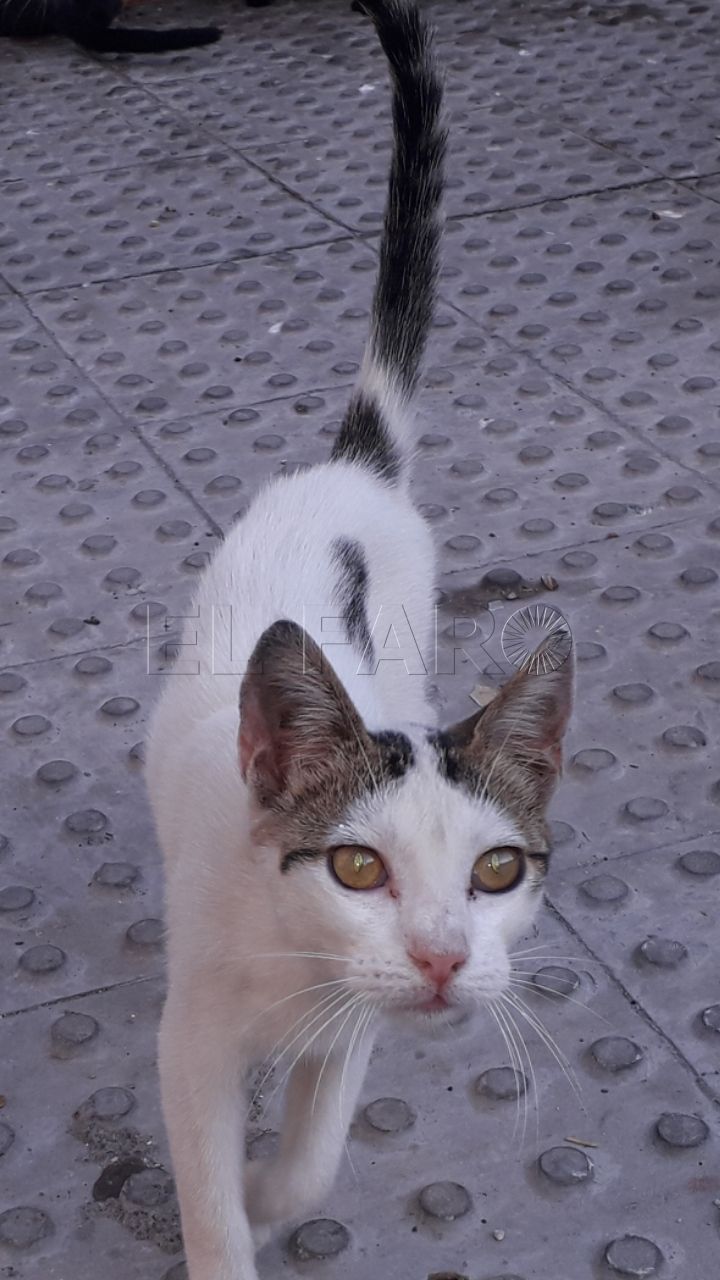 Lala