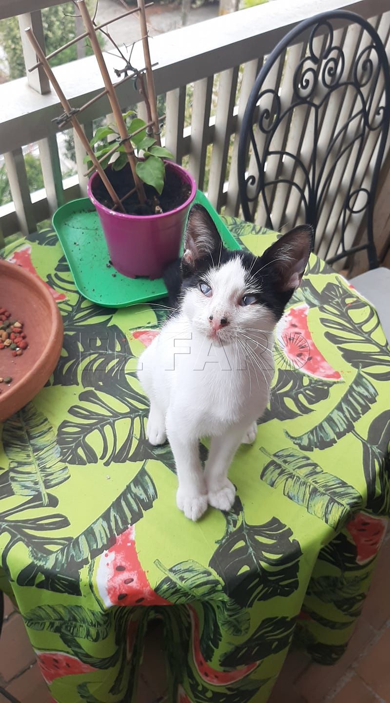Luna cieguita