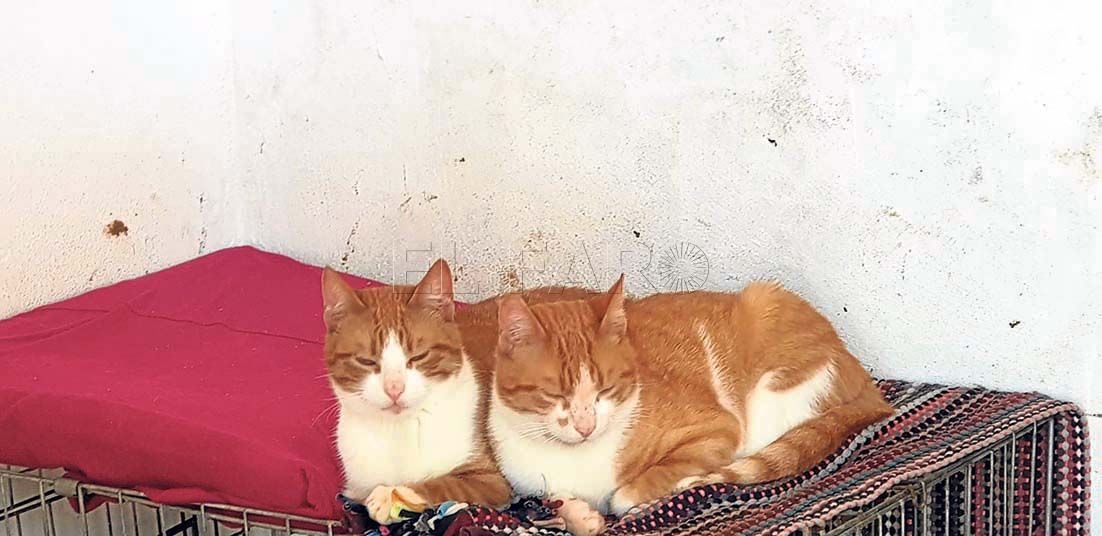 Whiskas y felix