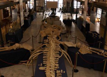museo-mar