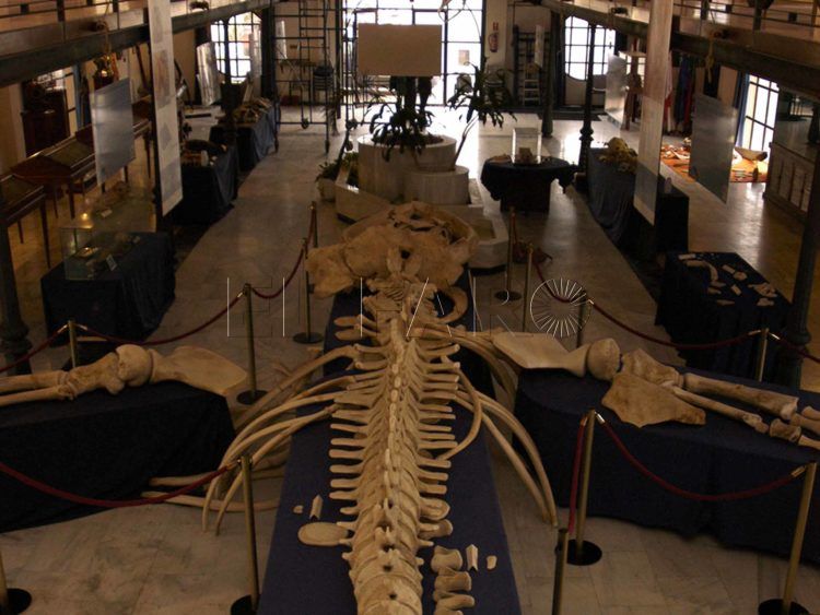 museo-mar