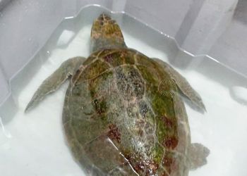 tortuga-cecam