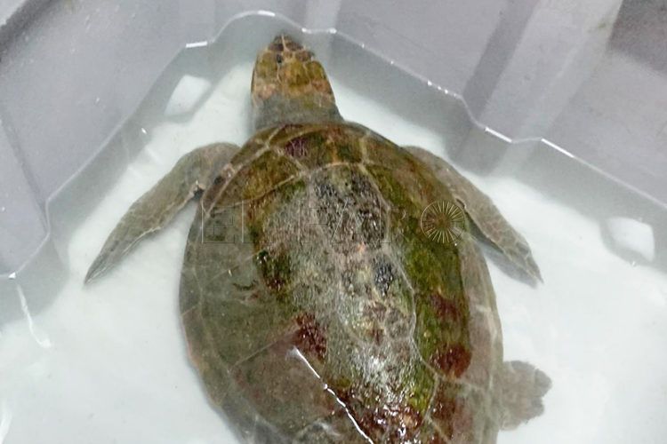tortuga-cecam