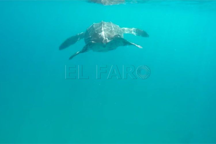 Tortuga-3