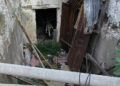 brull-abandono-2