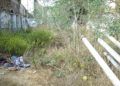 brull-abandono-3