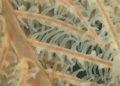 colaboracion-septem-nostra-coral-negro-2