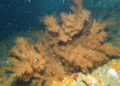 colaboracion-septem-nostra-coral-negro-3