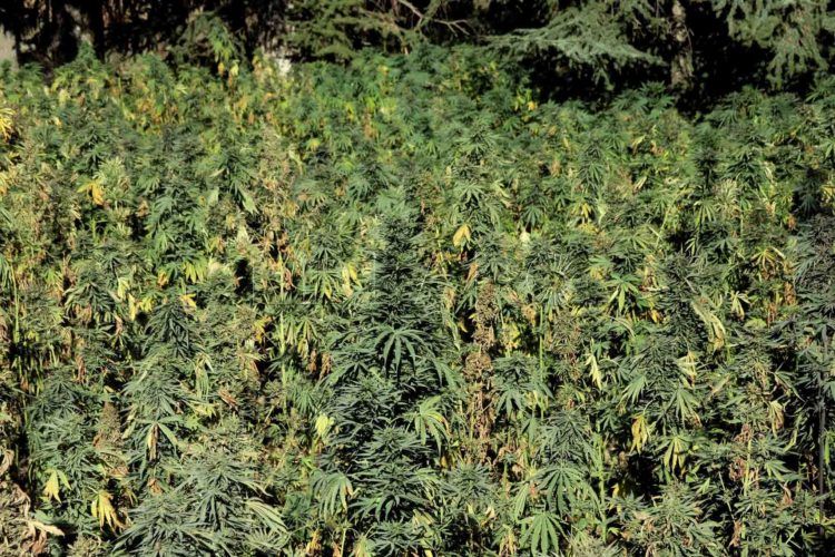 cultivo-cannabis-marruecos