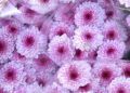 flores-difuntos4