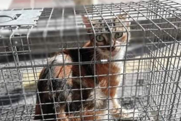 gatos-ceuta-2