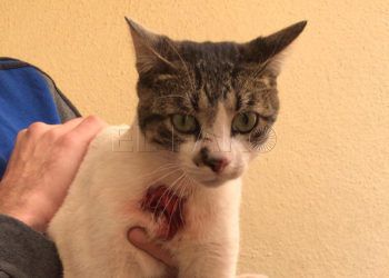 gatos-ceuta