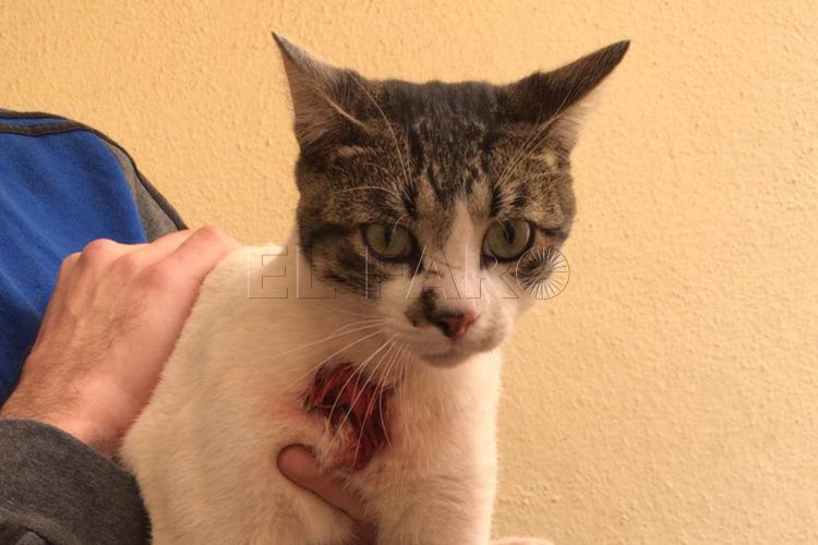 gatos-ceuta