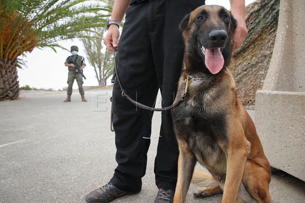 perro-soldado-ravel-comgeceu-2