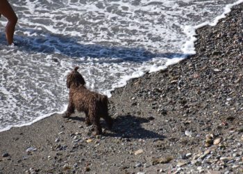 playa de perros