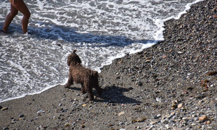 playa de perros