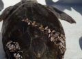 tortuga-caretta-caretta-almadraba-cecam-1