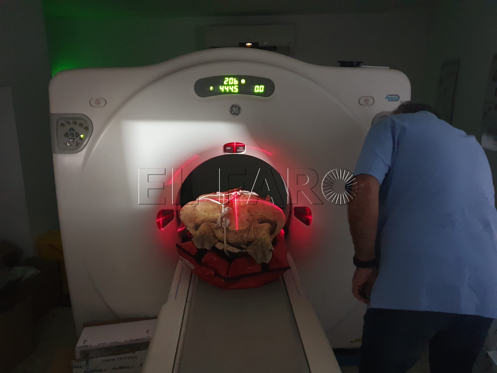 tortuga-reparacion-veterinario-1