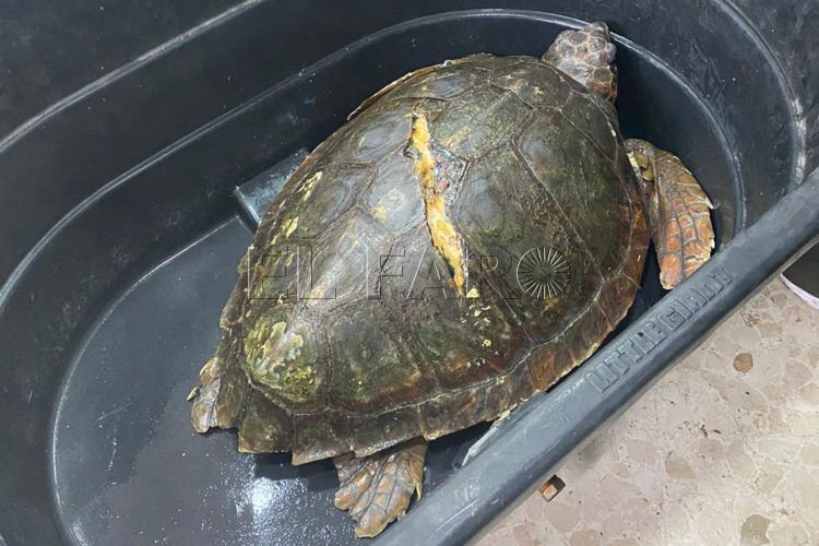 tortuga-reparacion-veterinario-2