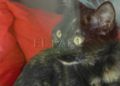 Gatos 1