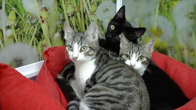 Gatos 13