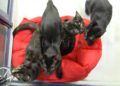 Gatos 2
