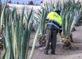 brigadas-verdes-recinto-11