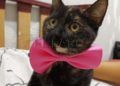 gatos-1