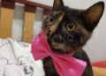 gatos-2
