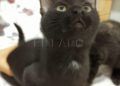 gatos-3