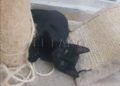 gatos-4